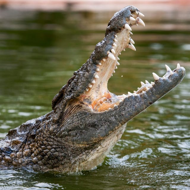 dubai-crocodile-park-entry-ticket_1